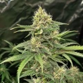 thumb of CBD Critical Mass Autoflower by WeedSeedsExpress grown by WSE